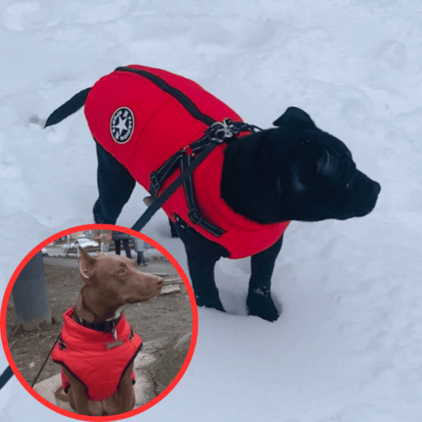 🔥Hot Sale -50% OFF🔥 3 in 1 Winter Waterproof Warm Dog Jacket With Built-in Harness