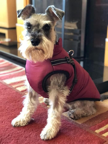 🔥Hot Sale -50% OFF🔥 3 in 1 Winter Waterproof Warm Dog Jacket With Built-in Harness