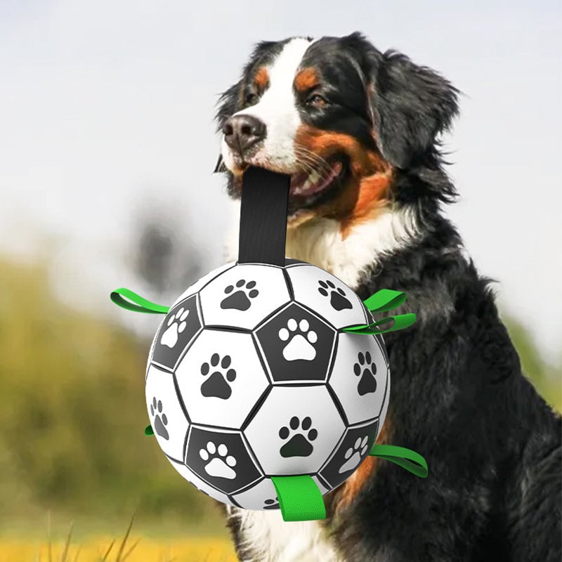 🐕⚽Kutya foci játék