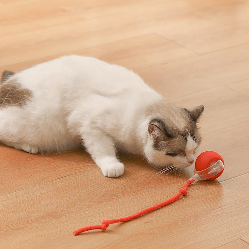 🐱🐶Intelligens, automata gördülő kisállatlabda