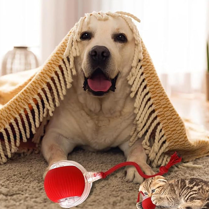 🐱🐶Intelligens, automata gördülő kisállatlabda
