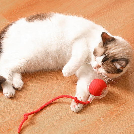 🐱🐶Intelligens, automata gördülő kisállatlabda