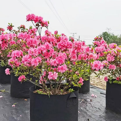 Micro Aerated Geotextile Plant Grow Bag