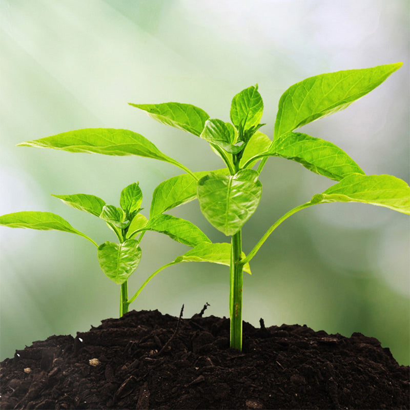 🌱 🔥 3 az 1-ben talajelemző mutatós kijelzővel 🌿